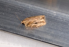 Etanna breviuscula