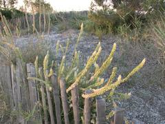 Reseda alba