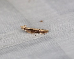 Hypatima spathota