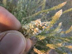 Reseda alba