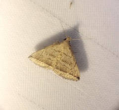 Lysimelia neleusalis