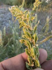 Reseda alba