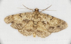 Psilalcis galsworthyi