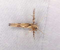 Stathmopoda stimulata