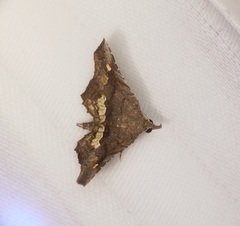 Throana pectinifer