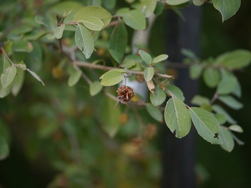 axlewood (Terminalia phillyreifolia)