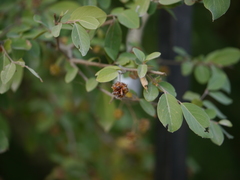 Terminalia phillyreifolia