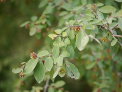 Terminalia phillyreifolia