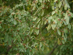 Terminalia phillyreifolia