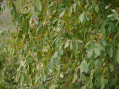 Terminalia phillyreifolia