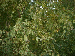 Terminalia phillyreifolia