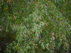 Terminalia phillyreifolia