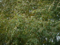 Terminalia phillyreifolia