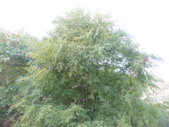 Terminalia phillyreifolia