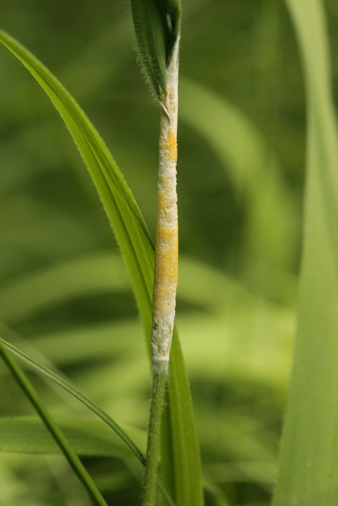 Epichloe sylvatica