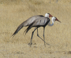 Bugeranus carunculatus