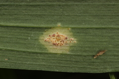 Puccinia sessilis