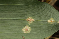 Puccinia sessilis