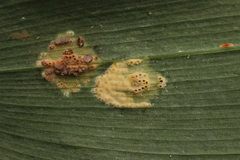 Puccinia sessilis