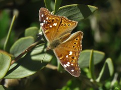 Empress Leilia