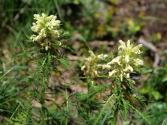 Pedicularis foliosa