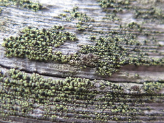 Calicium pinicola