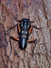 Metallyticus violaceus