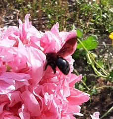 Xylocopa