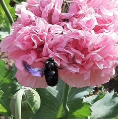 Xylocopa