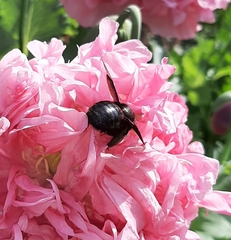 Xylocopa