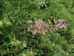 Dictamnus angustifolius