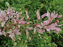 Dictamnus angustifolius