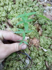 Galium × pseudoboreale