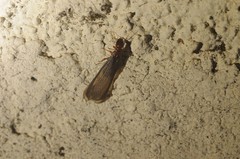 Zootermopsis nevadensis