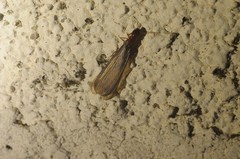 Zootermopsis nevadensis