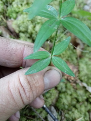 Galium × pseudoboreale