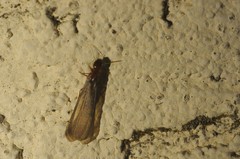 Zootermopsis nevadensis
