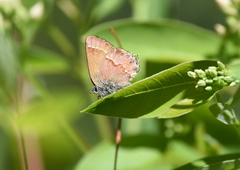 Callophrys gryneus