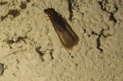 Zootermopsis nevadensis