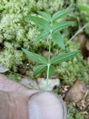 Galium × pseudoboreale