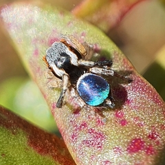 Maratus anomalus
