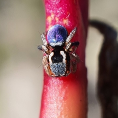 Maratus anomalus