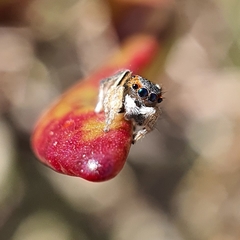 Maratus anomalus