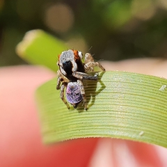 Maratus anomalus