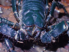 Heterometrus spinifer