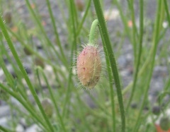 Papaver fugax