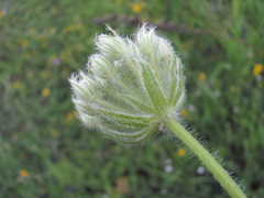 Silphiodaucus hispidus