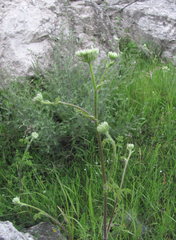 Silphiodaucus hispidus