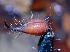 Heterometrus spinifer