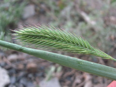 Agropyron